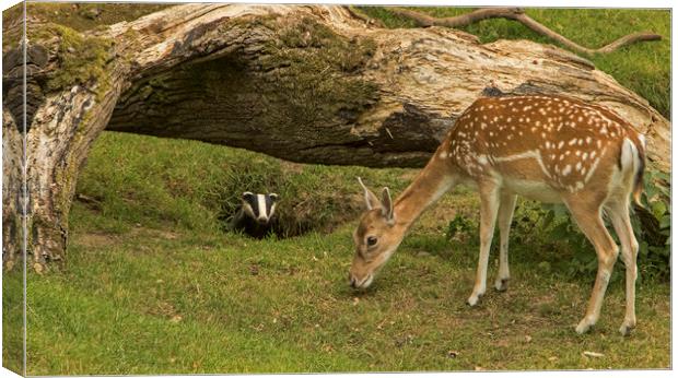 Badger watching deer from its set Canvas Print by Jenny Hibbert