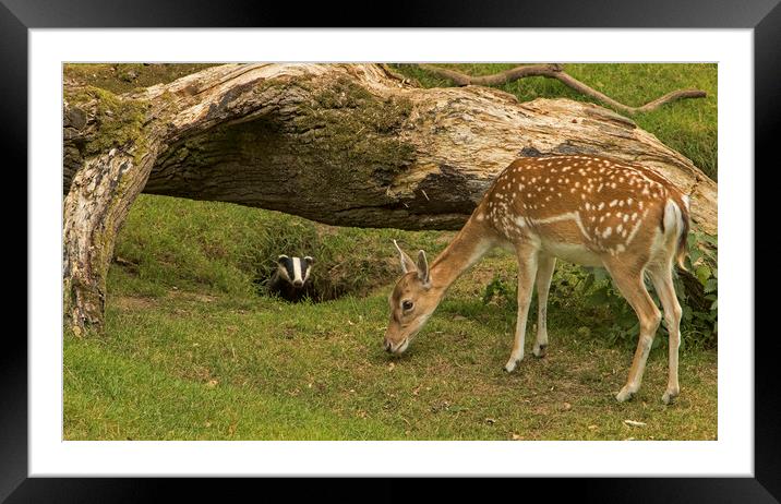 Badger watching deer from its set Framed Mounted Print by Jenny Hibbert