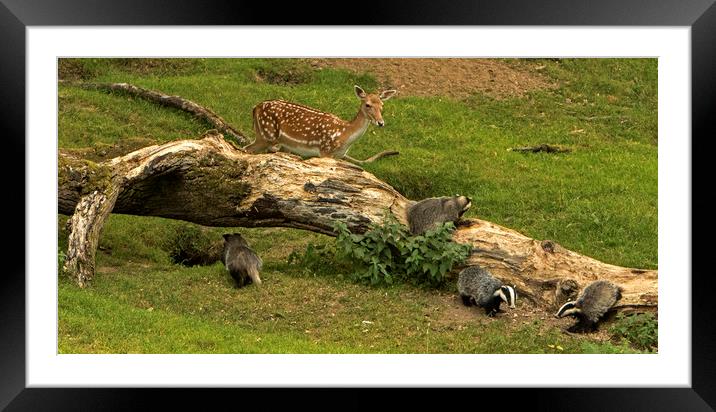 Badgers running away from the appearance of the de Framed Mounted Print by Jenny Hibbert
