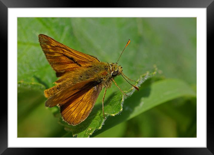Skipper - butterfly Framed Mounted Print by Pete Hemington