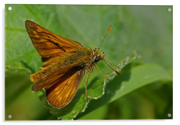 Skipper - butterfly Acrylic by Pete Hemington