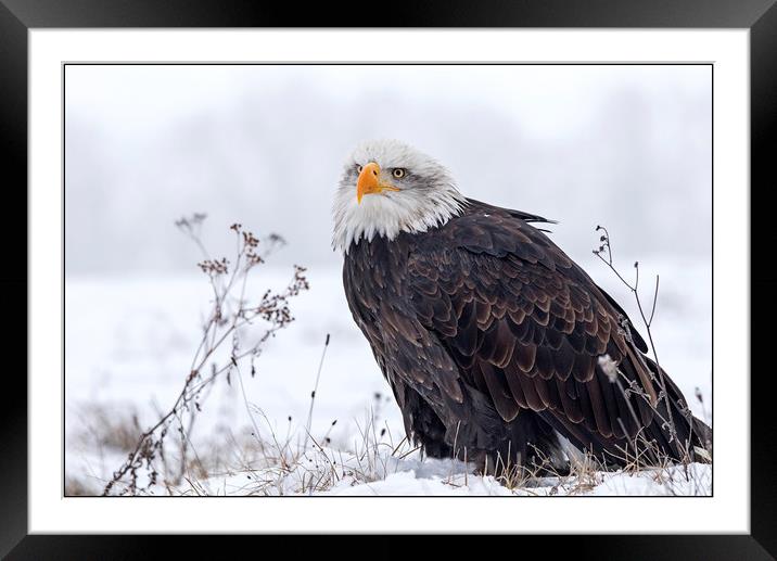 Bald Eagle on a misty snowy day Framed Mounted Print by Jenny Hibbert