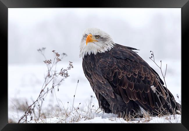 Bald Eagle on a misty snowy day Framed Print by Jenny Hibbert