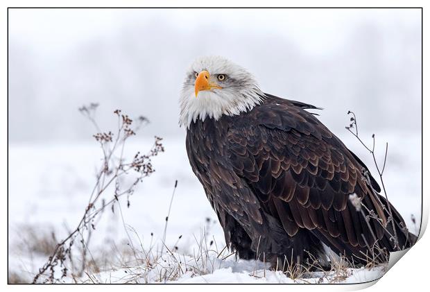 Bald Eagle on a misty snowy day Print by Jenny Hibbert