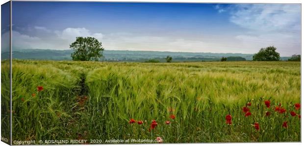 "Among the fields of Barley 2" Canvas Print by ROS RIDLEY