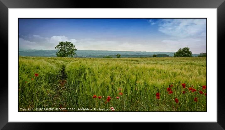 "Among the fields of Barley 2" Framed Mounted Print by ROS RIDLEY
