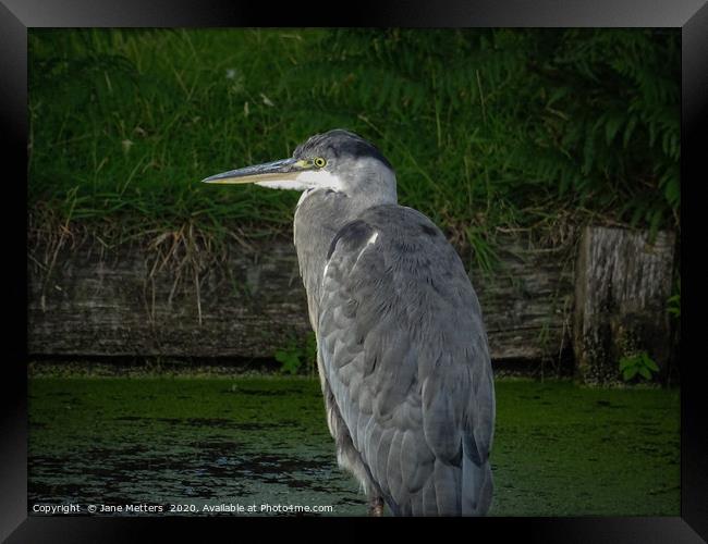 Heron  Framed Print by Jane Metters