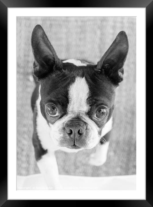 Boston Terrier. Black and white portrait Framed Mounted Print by Nicolas Boivin