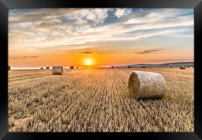 Round straw bales at susnset Framed Print by Alf Damp