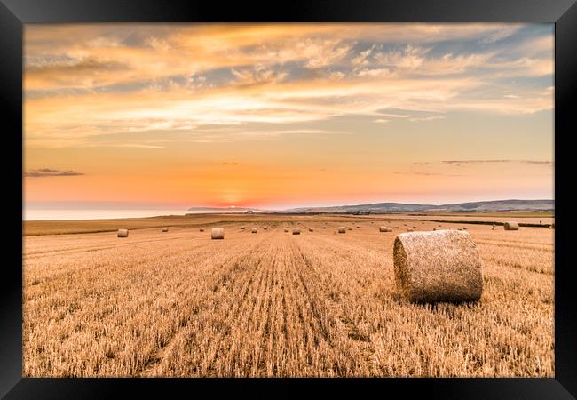Round straw bales at susnset. Framed Print by Alf Damp