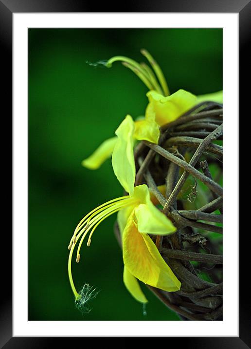 Yellow azalea Framed Mounted Print by Doug McRae