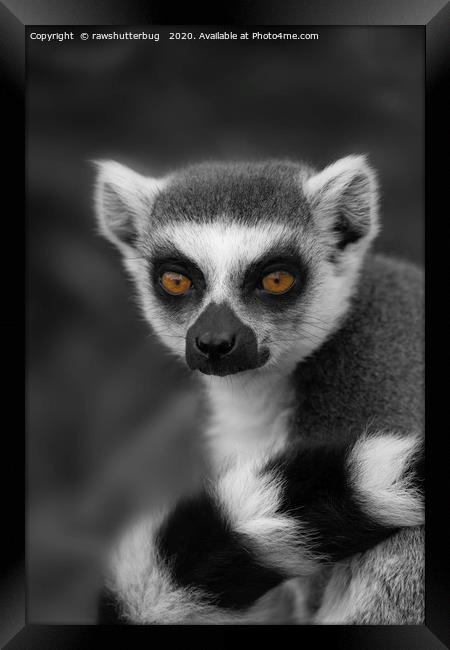 Lemur Eyes Framed Print by rawshutterbug 