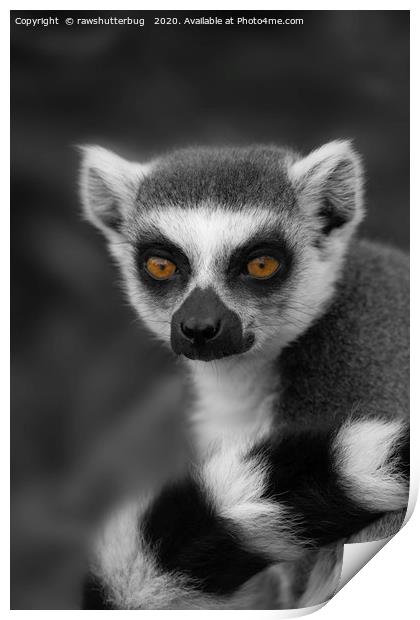 Lemur Eyes Print by rawshutterbug 