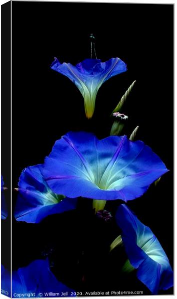 Filtered Morning Glory Flowers Canvas Print by William Jell