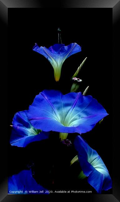 Filtered Morning Glory Flowers Framed Print by William Jell