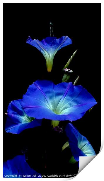 Filtered Morning Glory Flowers Print by William Jell