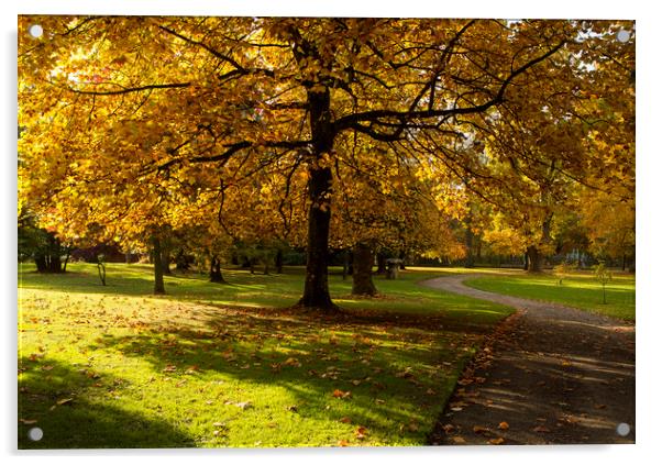 Autumn Tree's in Margam Country Park Acrylic by Jenny Hibbert