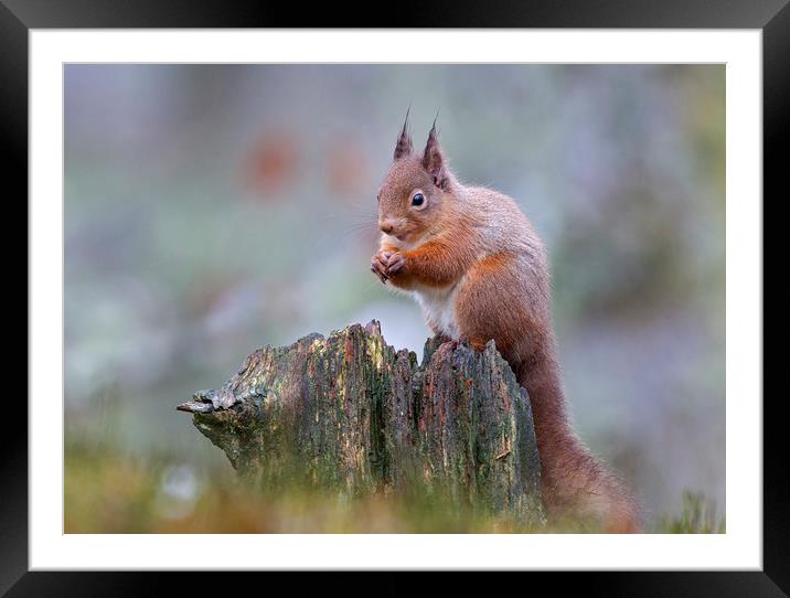 Red Squirrel in the rain Framed Mounted Print by Jenny Hibbert