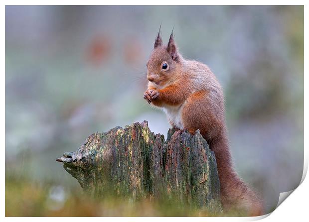 Red Squirrel in the rain Print by Jenny Hibbert