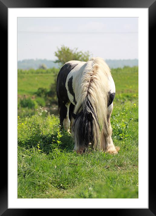 Munching Pony Framed Mounted Print by J Biggadike