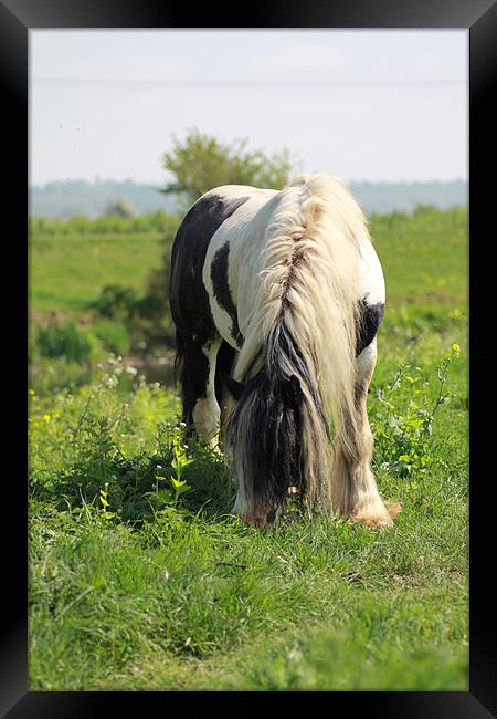 Munching Pony Framed Print by J Biggadike