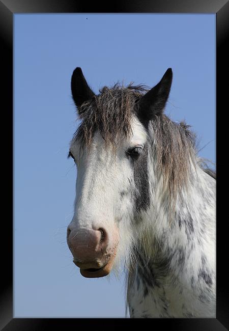 Why the long face? Framed Print by J Biggadike