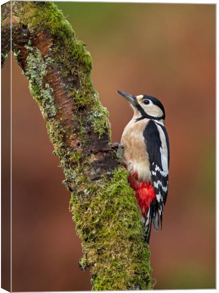 Great Spotted Woodpecker Canvas Print by Jenny Hibbert