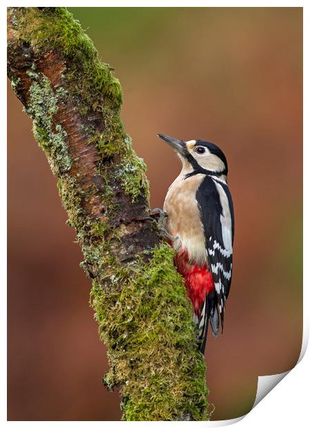 Great Spotted Woodpecker Print by Jenny Hibbert