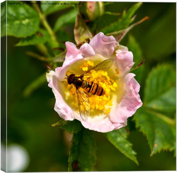 Hoverfly resting in a pink Dog Rose Canvas Print by Jim Jones