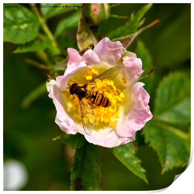 Hoverfly resting in a pink Dog Rose Print by Jim Jones