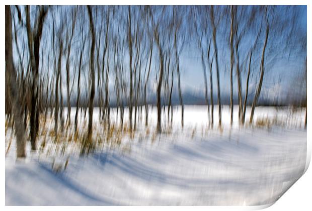 Mystical trees in landscape Print by Jenny Hibbert