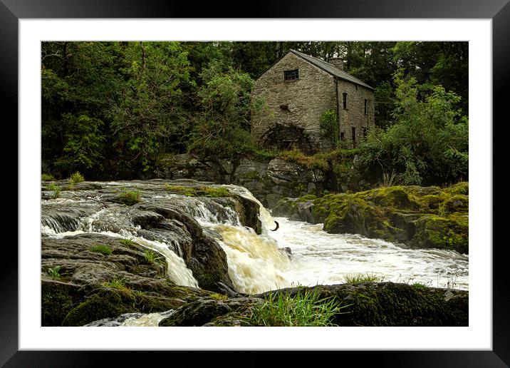 Salmon leaping in Cenarth falls Framed Mounted Print by Jenny Hibbert