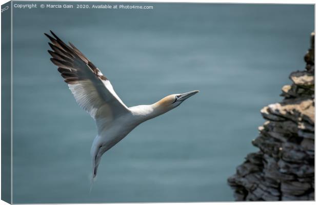 Gannet incoming Canvas Print by Marcia Reay