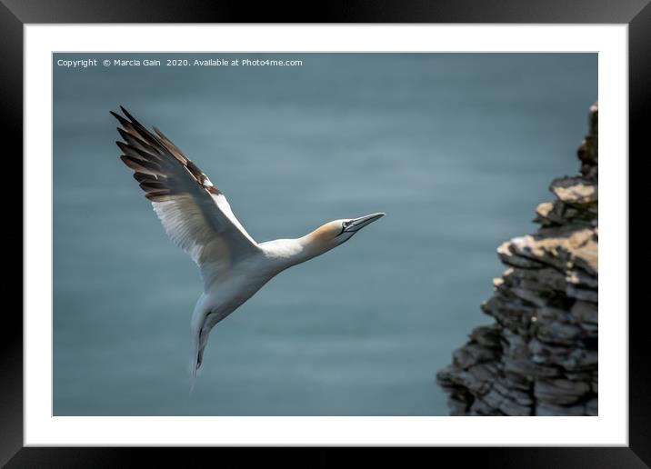 Gannet incoming Framed Mounted Print by Marcia Reay