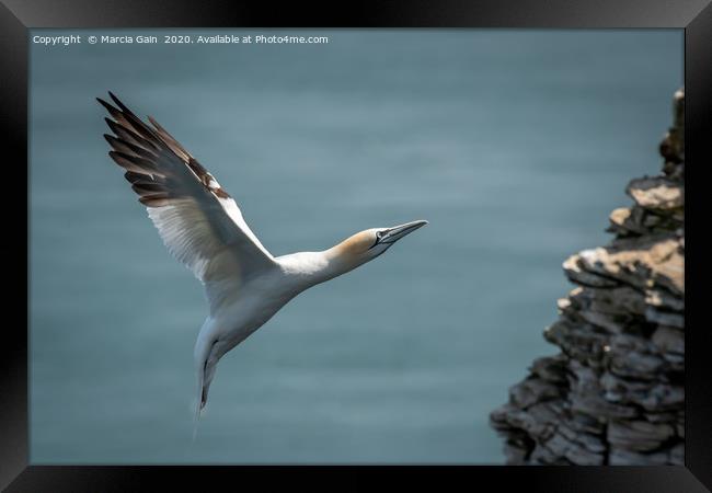 Gannet incoming Framed Print by Marcia Reay