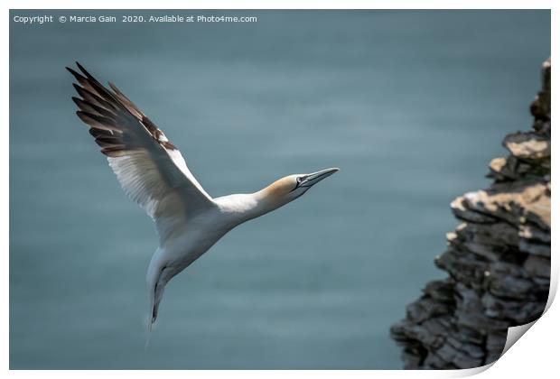 Gannet incoming Print by Marcia Reay