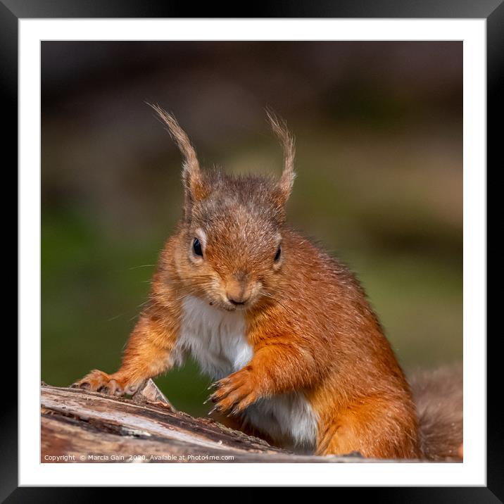 Little Red Squirrel Framed Mounted Print by Marcia Reay