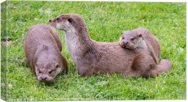Otter family Canvas Print by Marcia Reay