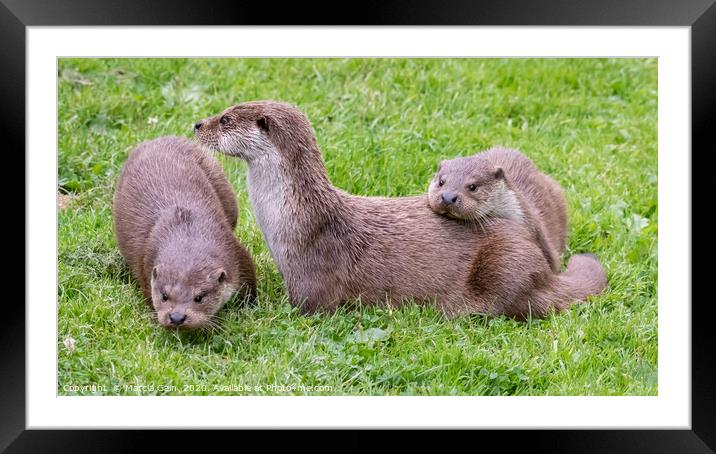 Otter family Framed Mounted Print by Marcia Reay