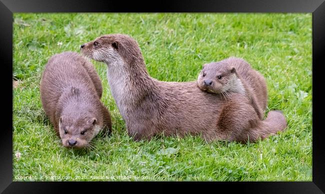 Otter family Framed Print by Marcia Reay