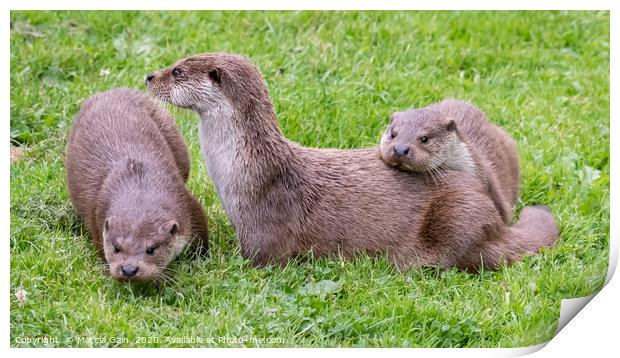 Otter family Print by Marcia Reay