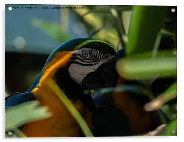 Macaw. Acrylic by Angela Aird