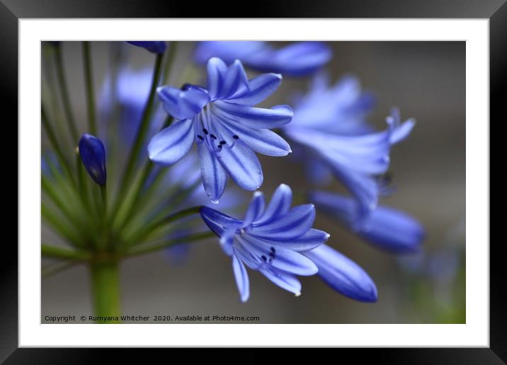 Agapanthus beauty Framed Mounted Print by Rumyana Whitcher