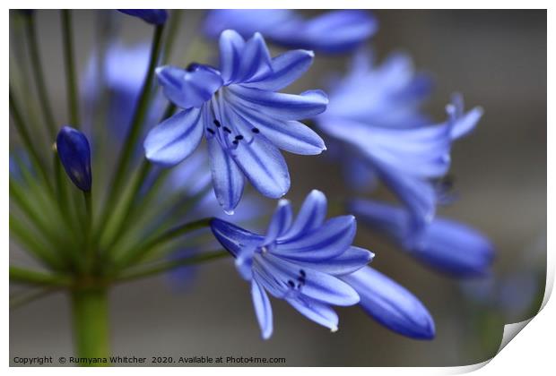Agapanthus beauty Print by Rumyana Whitcher