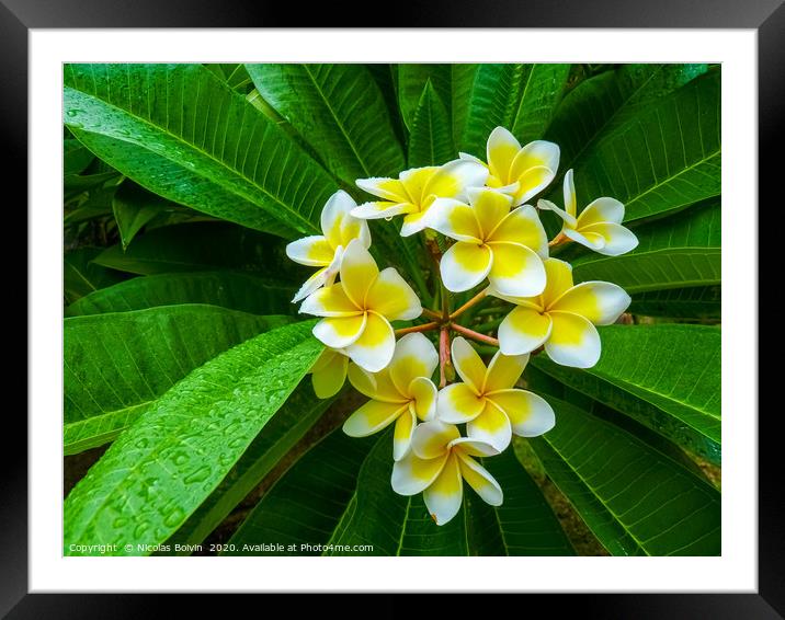 Frangipani flower Framed Mounted Print by Nicolas Boivin