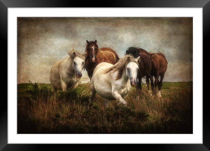 Gower Ponies Framed Mounted Print by Roger Daniel
