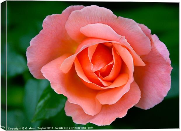 Beauty in Pink Canvas Print by Graham Taylor