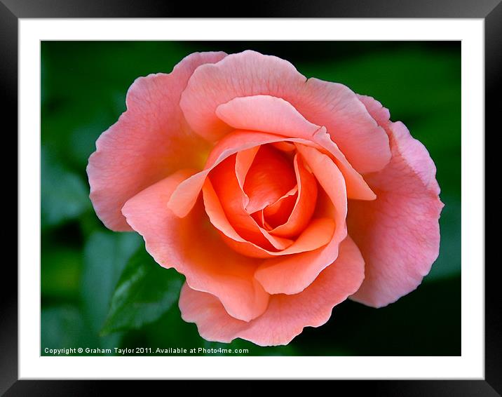 Beauty in Pink Framed Mounted Print by Graham Taylor