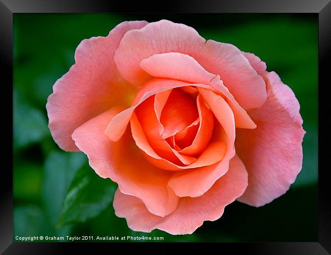 Beauty in Pink Framed Print by Graham Taylor