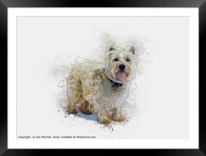 West Highland White Terrier Framed Mounted Print by Ian Mitchell